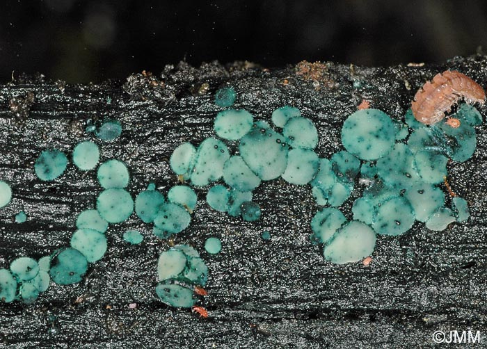 Chlorociboria aeruginosa