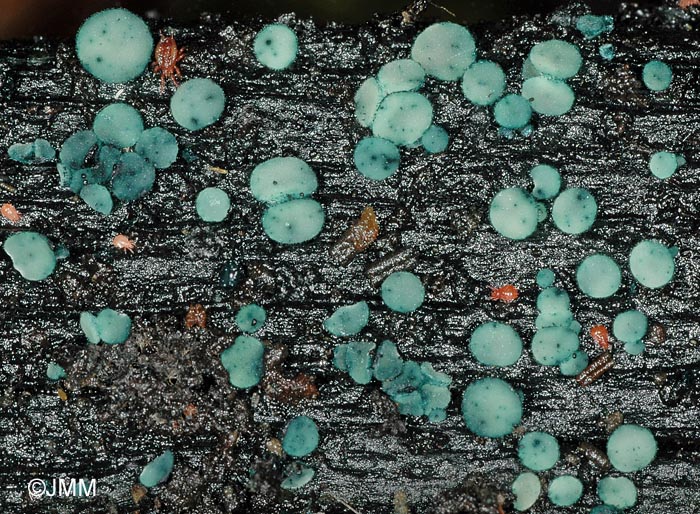 Chlorociboria aeruginosa