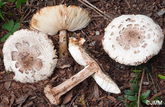 Chlorophyllum brunneum = Macrolepiota venenata = Macrolepiota rhacodes var. hortensis
