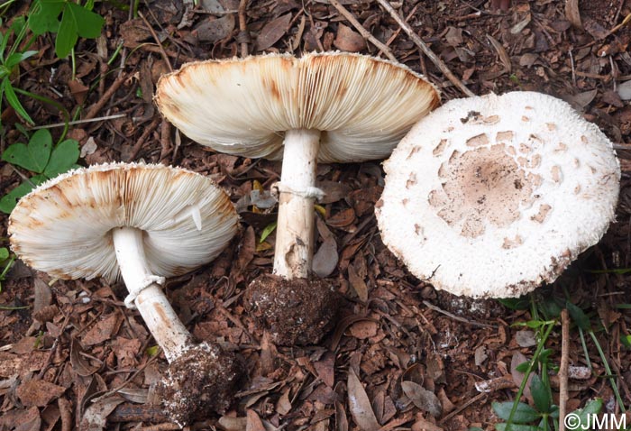 Chlorophyllum brunneum = Macrolepiota venenata = Macrolepiota rhacodes var. hortensis