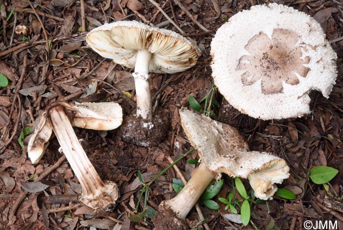 Chlorophyllum brunneum = Macrolepiota venenata = Macrolepiota rhacodes var. hortensis
