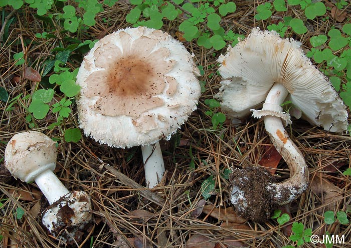 Chlorophyllum brunneum = Macrolepiota venenata