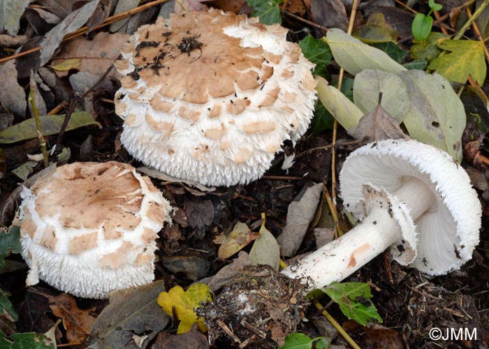 Chlorophyllum brunneum = Macrolepiota venenata