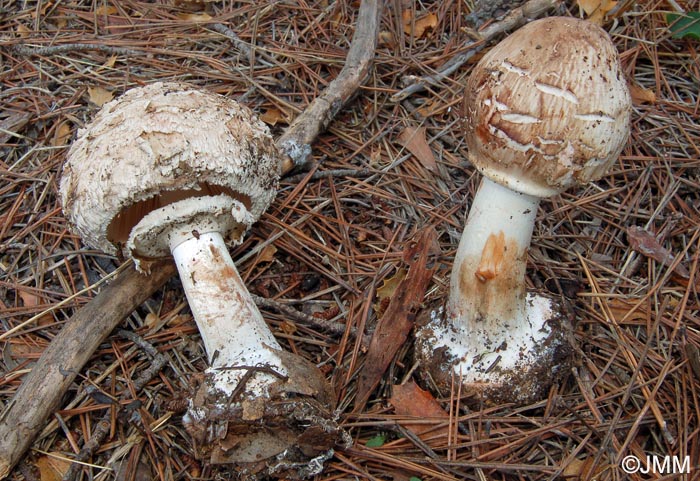 Chlorophyllum brunneum = Macrolepiota venenata = Macrolepiota  rhacodes var. hortensis