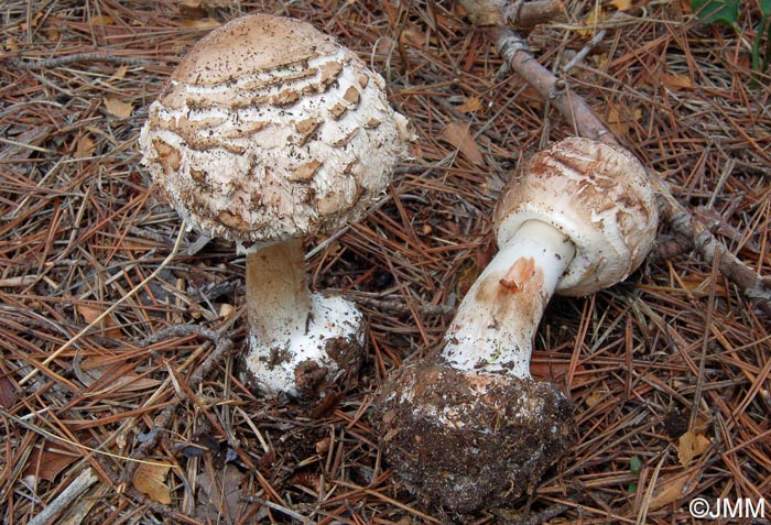 Chlorophyllum brunneum = Macrolepiota venenata = Macrolepiota  rhacodes var. hortensis