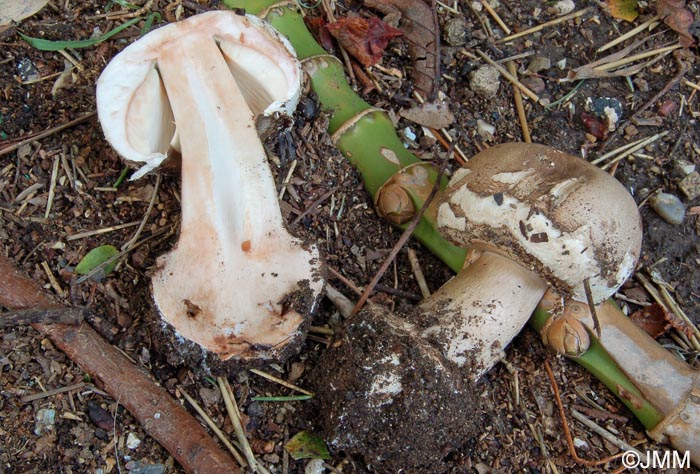 Chlorophyllum brunneum = Macrolepiota venenata = Macrolepiota  rhacodes var. hortensis