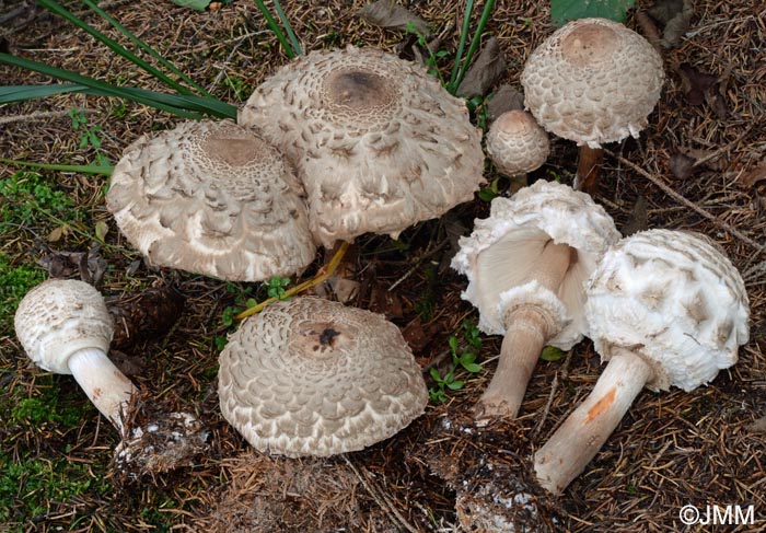 Chlorophyllum olivieri