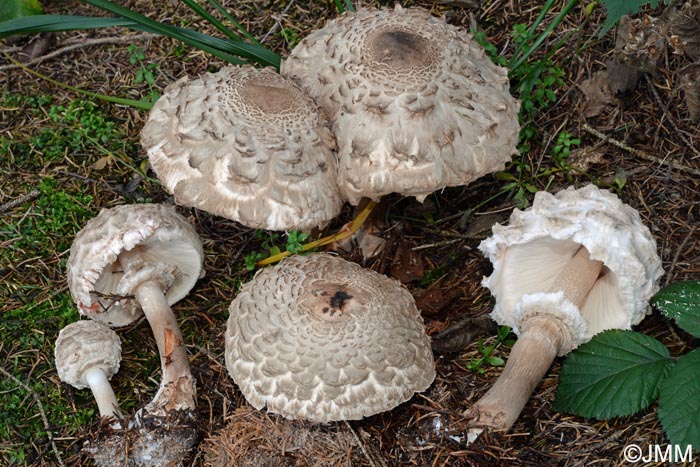 Chlorophyllum olivieri