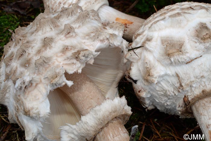 Chlorophyllum olivieri