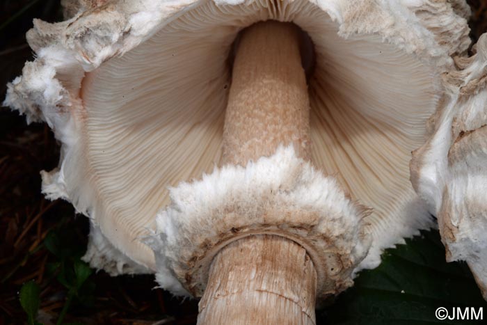 Chlorophyllum olivieri