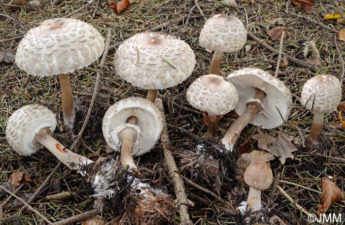 Chlorophyllum olivieri