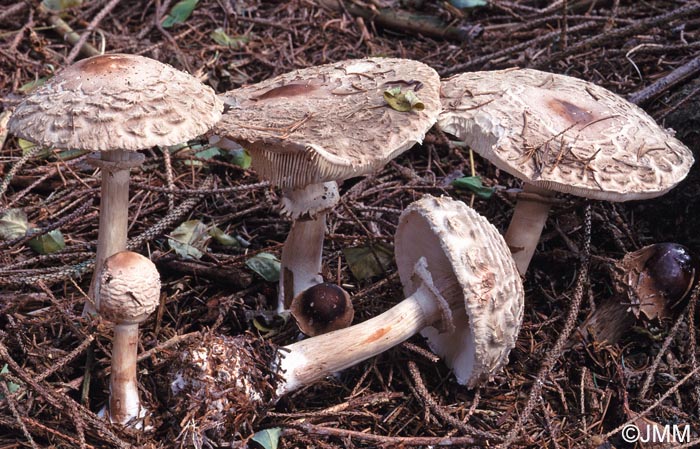 Chlorophyllum olivieri