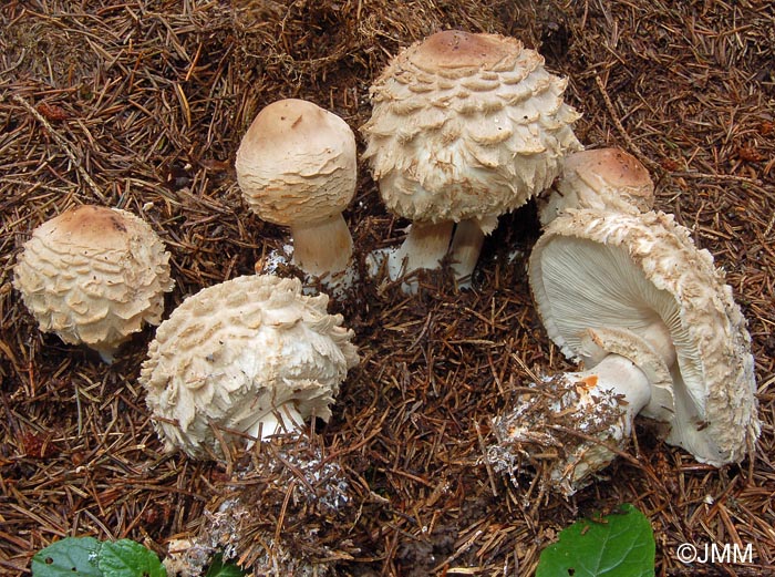 Chlorophyllum olivieri