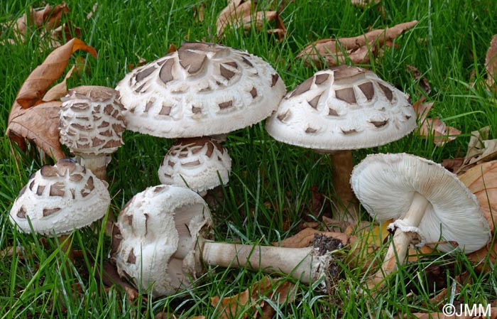 Chlorophyllum rhacodes