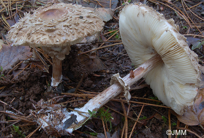 Chlorophyllum olivieri