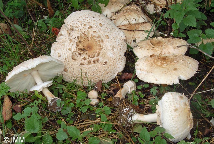 Chlorophyllum rhacodes