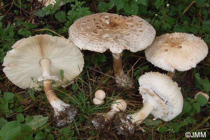 Chlorophyllum rhacodes