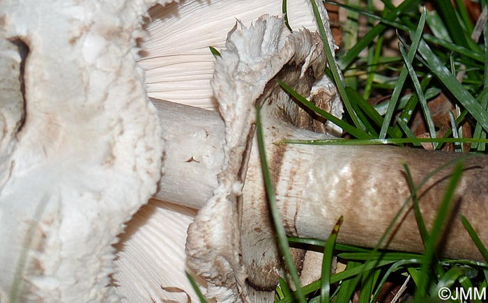 Chlorophyllum rhacodes