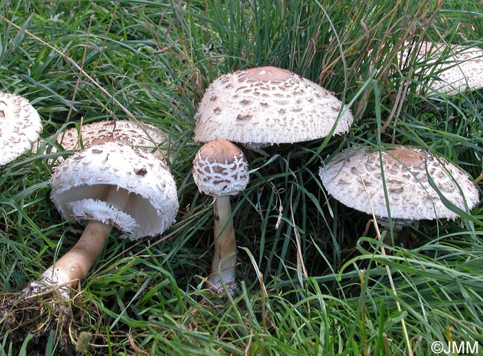 Chlorophyllum rhacodes