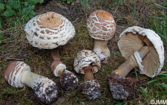 Chlorophyllum rhacodes