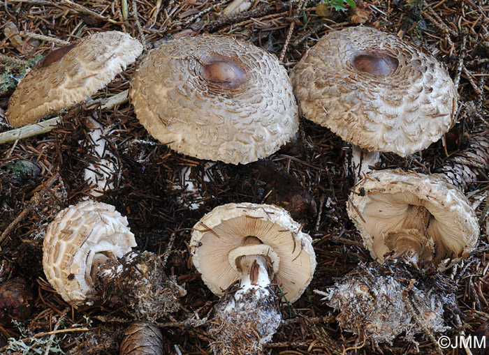 Chlorophyllum olivieri