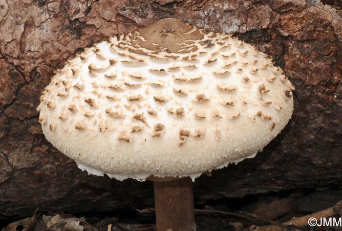 Chlorophyllum sp.