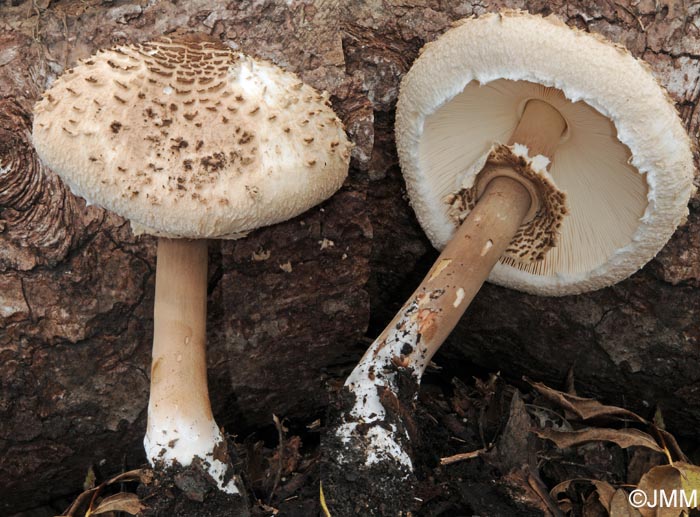 Chlorophyllum sp.