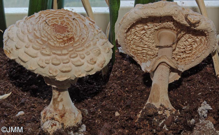 Chlorophyllum sp.