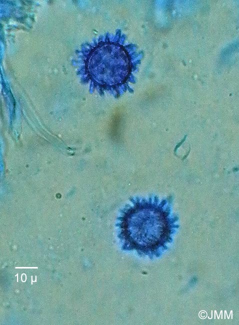 Choiromyces meandriformis : spores