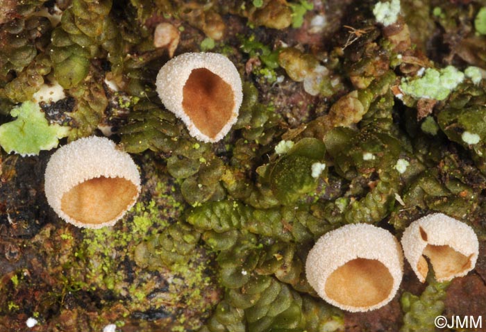 Chromocyphella muscicola