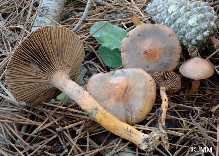 Chroogomphus mediterraneus = Gomphidius mediterraneus