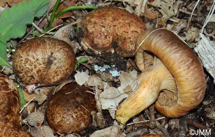 Chroogomphus mediterraneus avec Rhizopogon roseolus