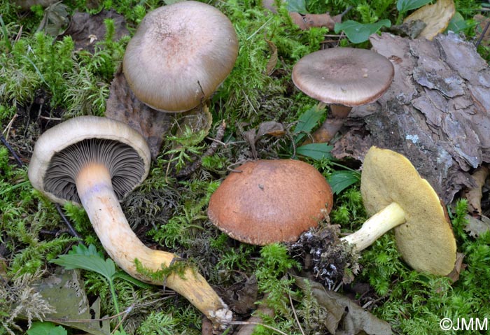 Chroogomphus rutilus et Suillus granulatus