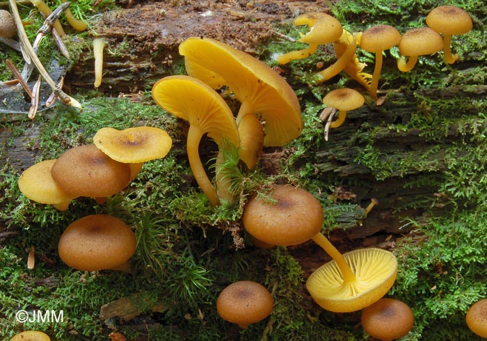 Chrysomphalina chrysophylla