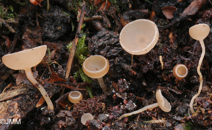 Ciboria amentacea