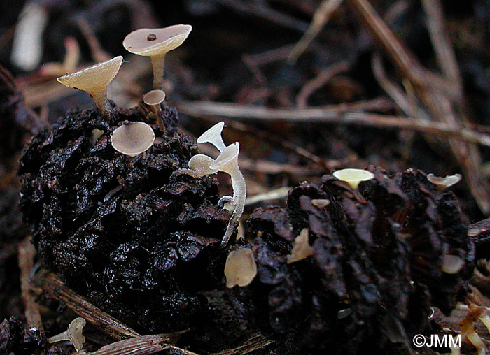 Ciboria viridifusca