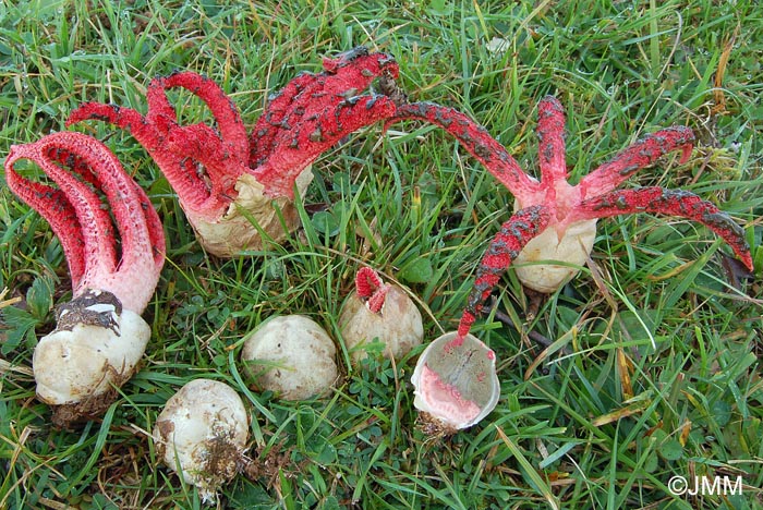 Clathrus archeri = Anthurus archeri