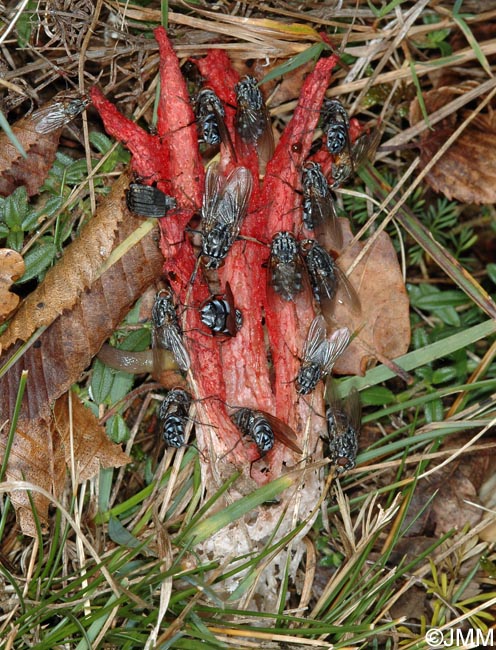 Clathrus archeri = Anthurus archeri