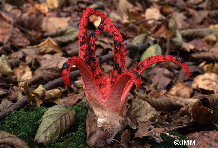 Clathrus archeri = Anthurus archeri