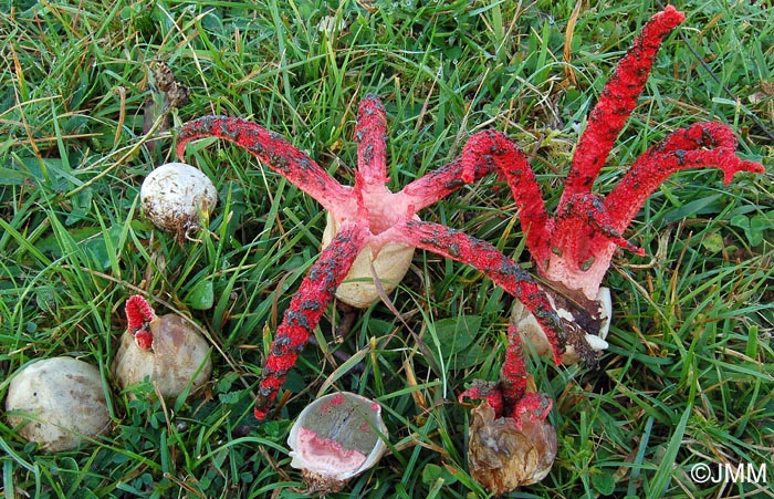 Clathrus archeri = Anthurus archeri