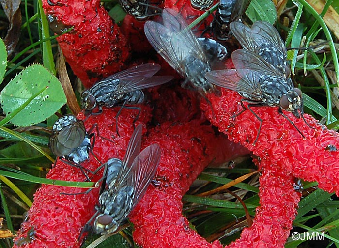 Clathrus archeri = Anthurus archeri