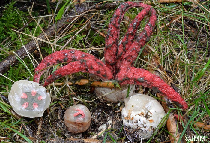 Clathrus archeri = Anthurus archeri