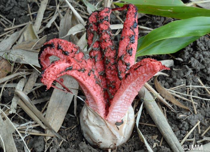 Clathrus archeri = Anthurus archeri