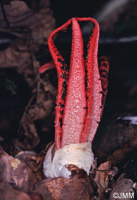 Clathrus archeri = Anthurus archeri