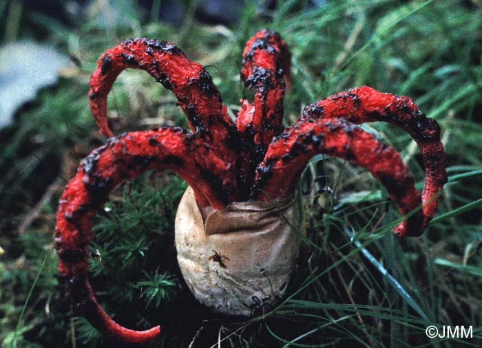 Clathrus archeri = Anthurus archeri