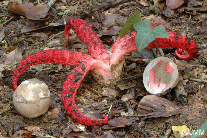 Clathrus archeri = Anthurus archeri