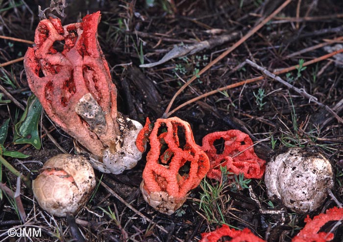 Clathrus ruber