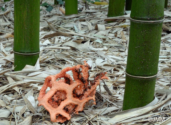 Clathrus ruber