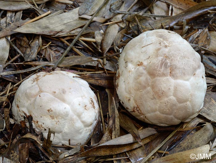 Clathrus ruber