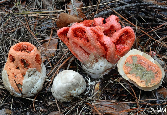 Clathrus ruber